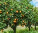 how to trim an orange tree