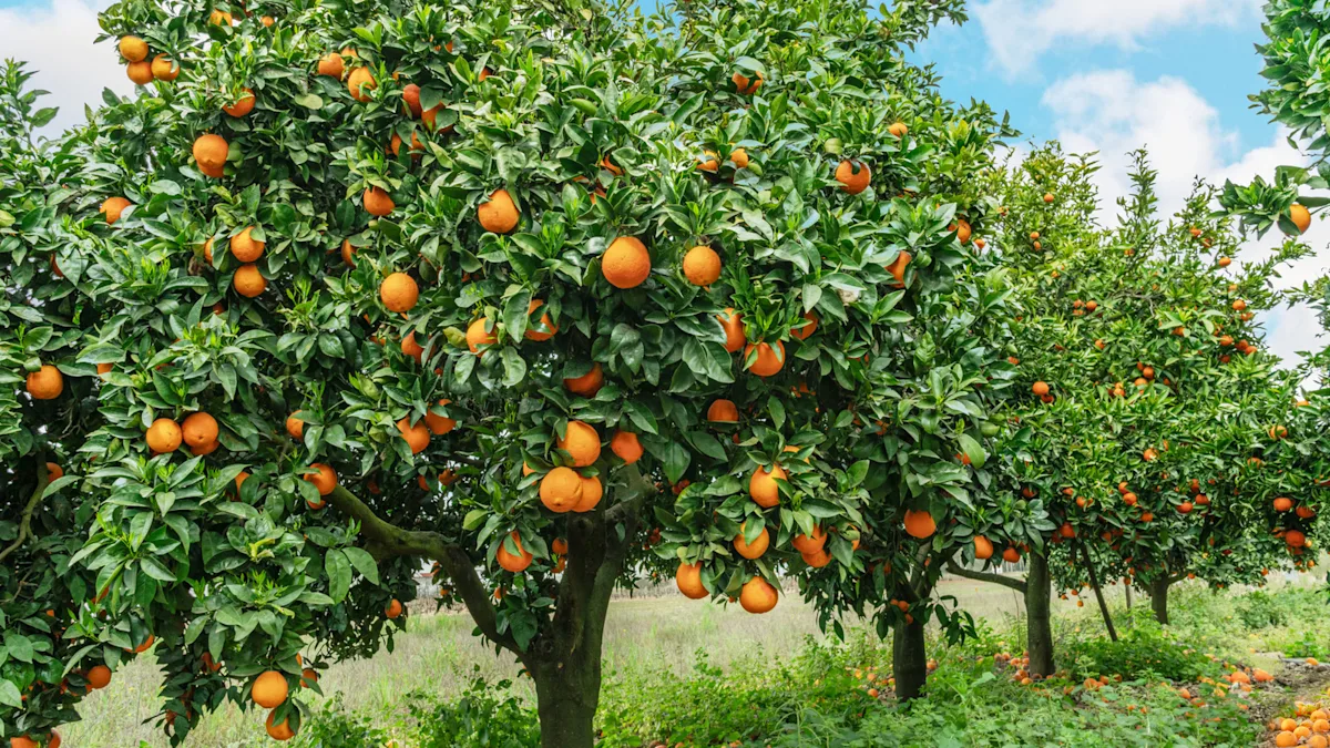 how to trim an orange tree